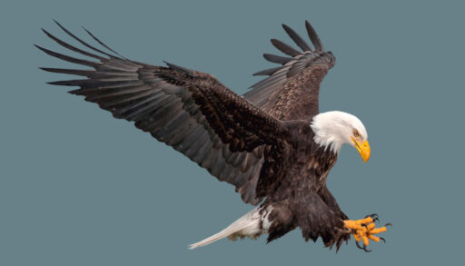 Bald eagle preparing for landing against blue background.