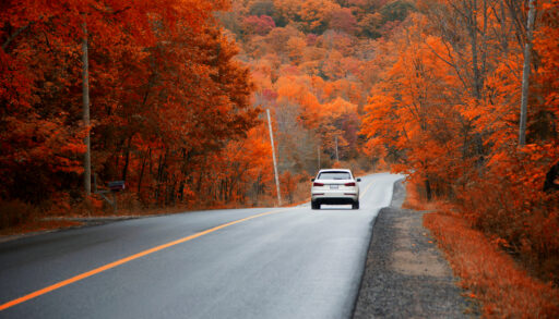 White car driving on road surrounded by red-leaved, trees.