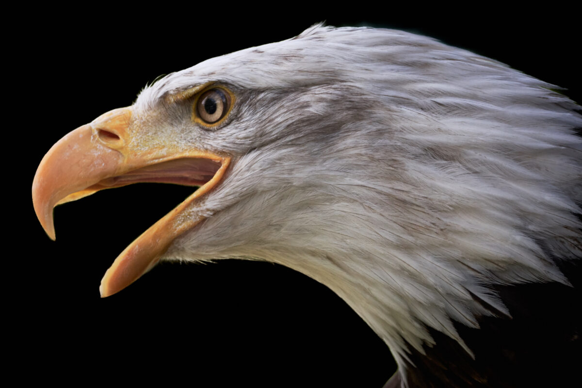 Close-up of screaming bald eagle.