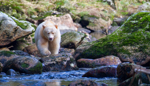 White bear walking across a stream in a green forest.