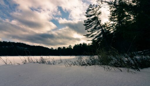 Green pine trees hang over frozen lake in the winter.