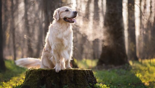A golden retriever sitting on a tree stump in the middle of a forest.