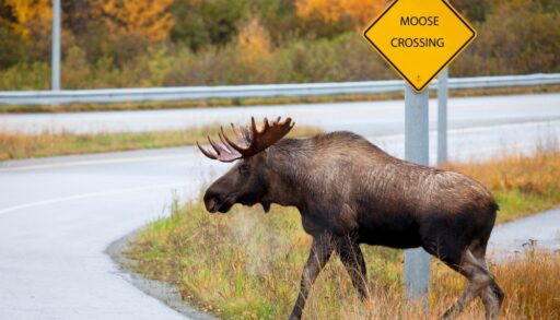 Moose crossing a road with a yellow sign that reads "Moose Crossing" in the background.