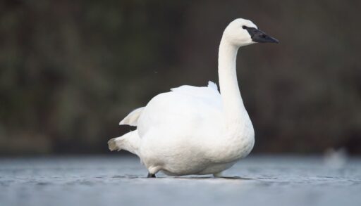 A white trumpeter swan with a black beak sitting on a frozen lake.