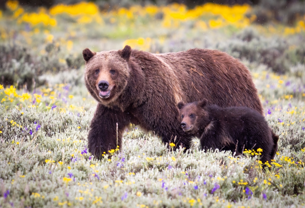 A grizzly bear and their cub walking in a field with yellow flowers.