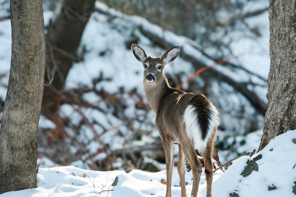 A white tail deer standing in a winter forest.