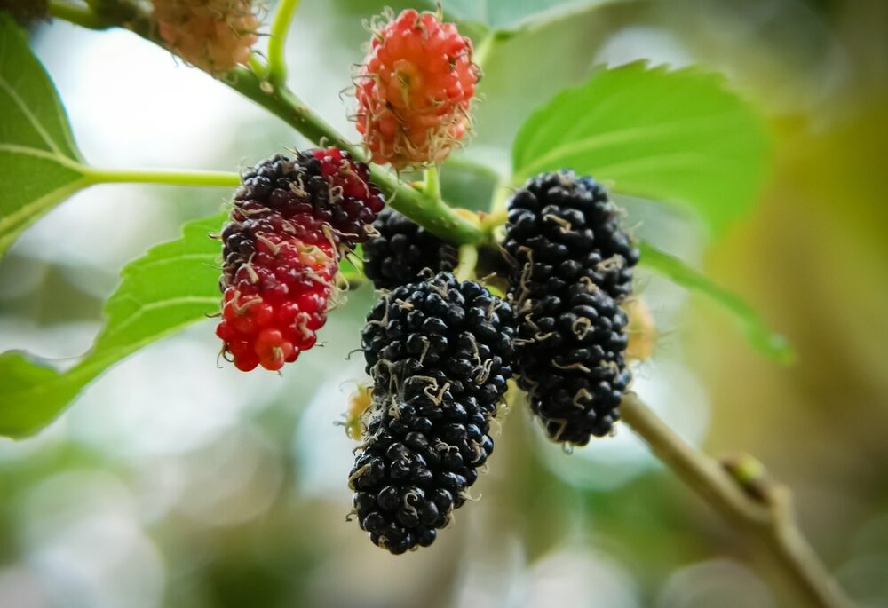 Close-up of mulberry branch with red and black mulberries on it.
