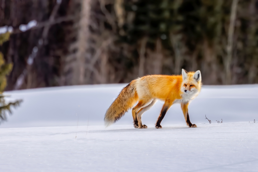 Orange fox trotting through the snow in a forest.