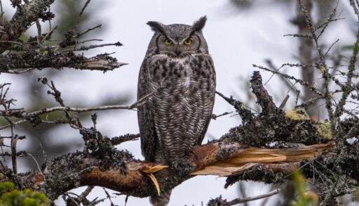 Great horned owl perched on a tree branch in a green forest.