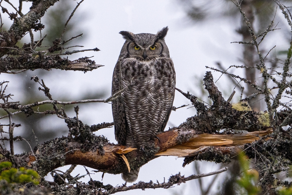 Great horned owl perched on a tree branch in a green forest.