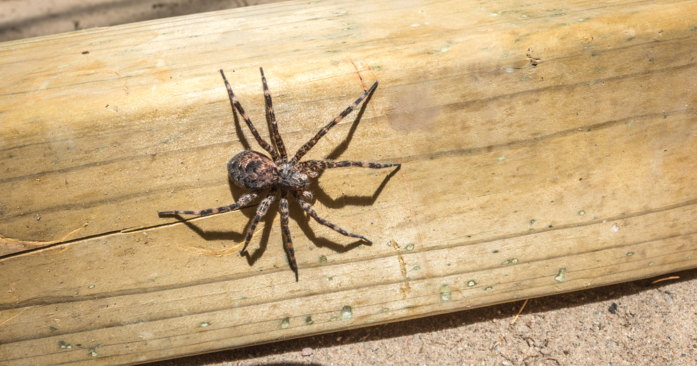 A large, brown dock spider walking on a piece of wood.