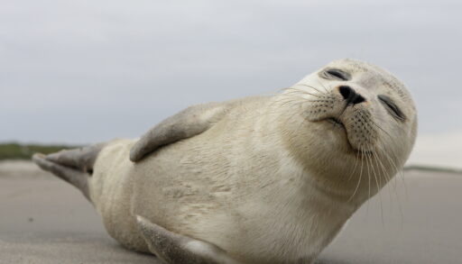 Grey seal pup laying on a grey road.
