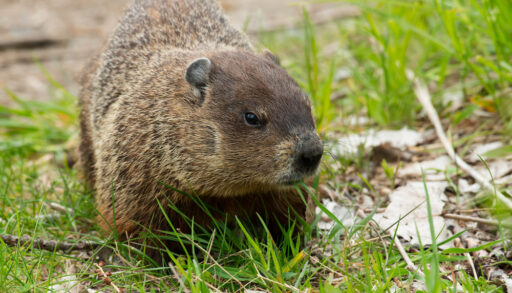 Brown groundhog walking in green grass.
