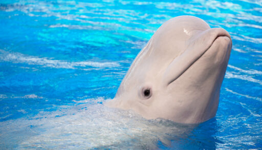 Close-up of beluga whale in bright blue water.