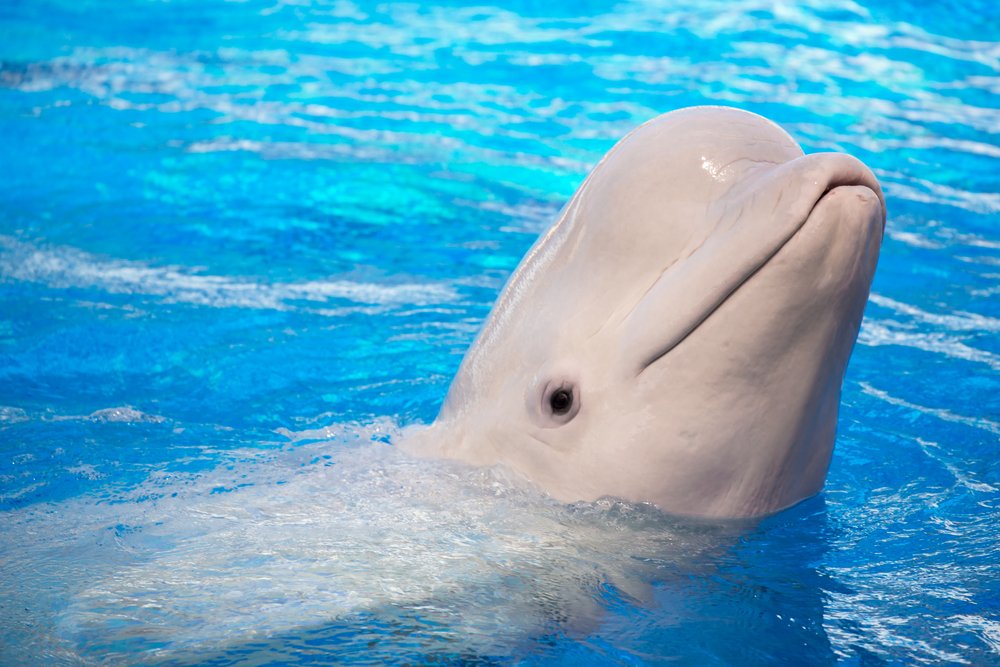 Close-up of beluga whale in bright blue water.