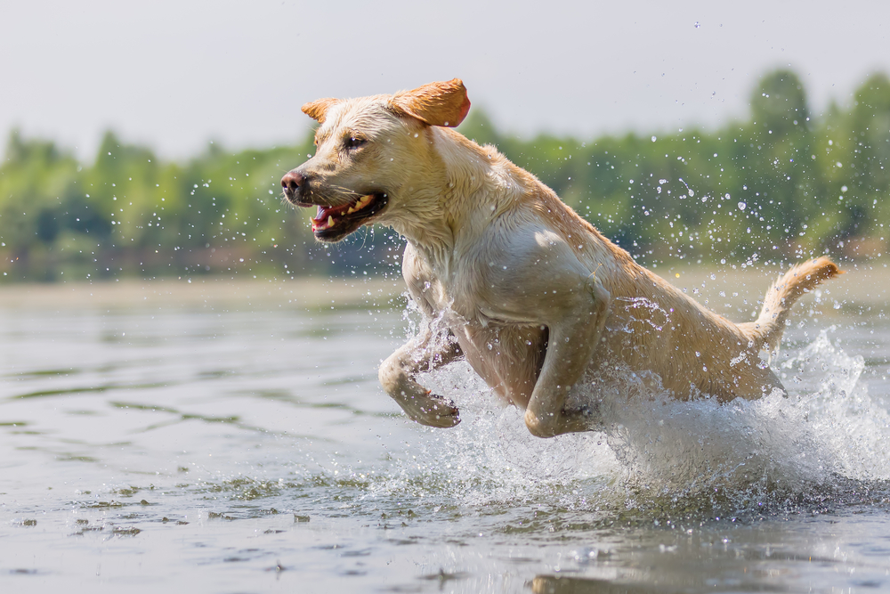 Light brown lab (dog) leaping in a lake.