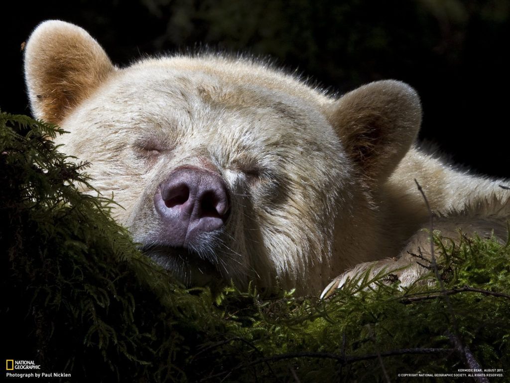 sleeping bear's face