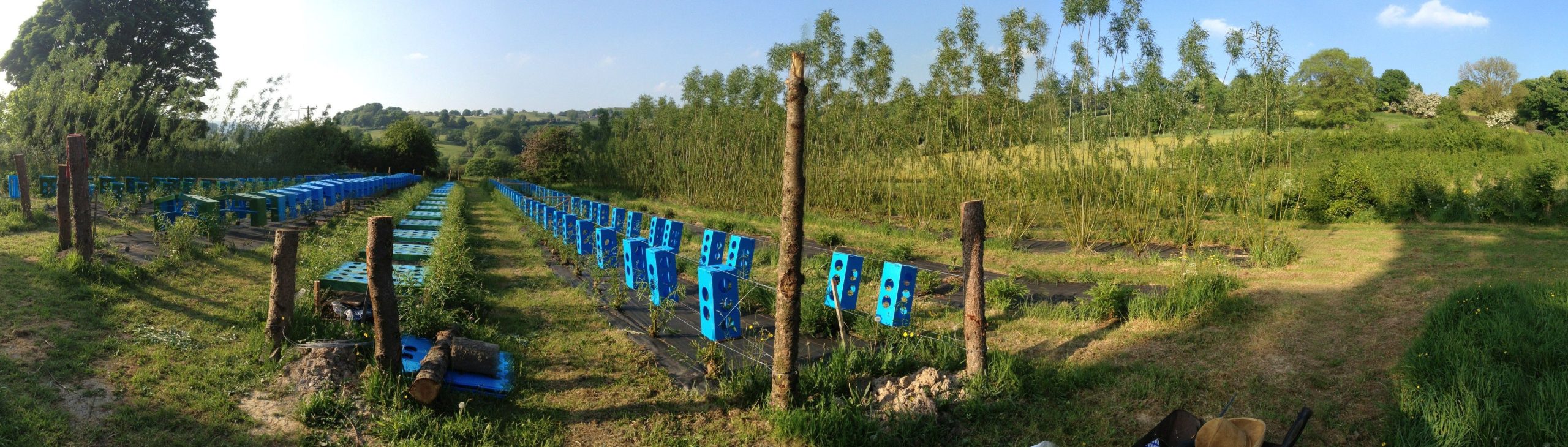 Panorama of growing field