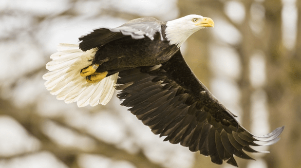 Bald eagle