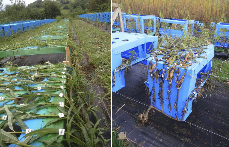 Trees growing around a frame