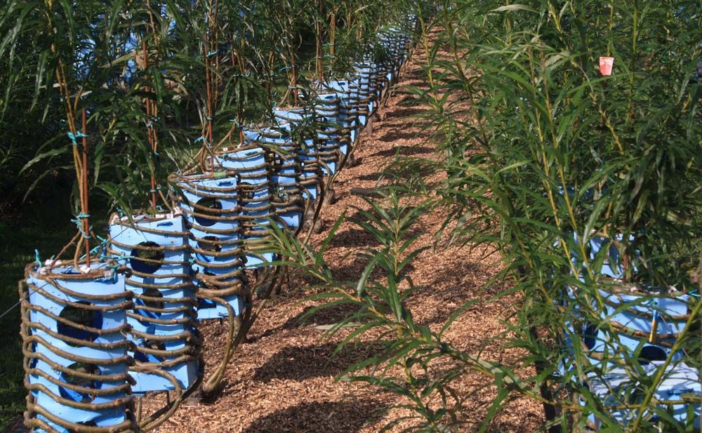 field of lamps growing