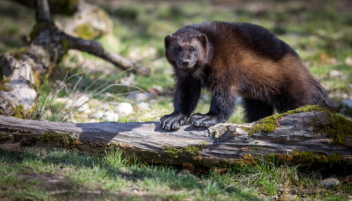 Brown and black wolverine walking through a forest.