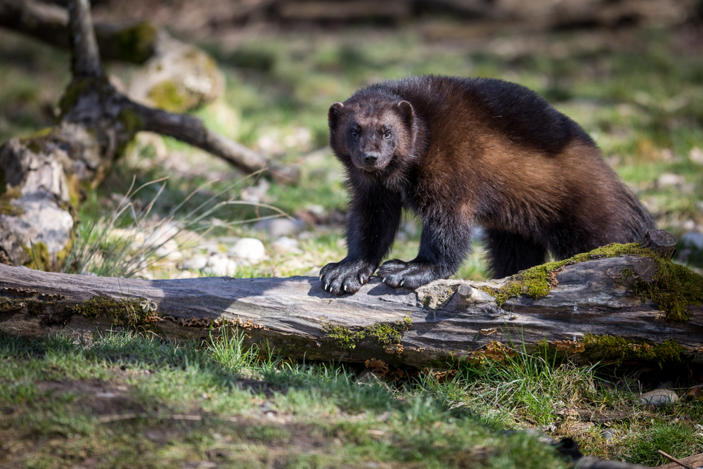 Brown and black wolverine walking through a forest.