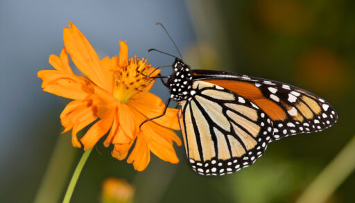 Close-up of a monarch butterfly on an orange flower.