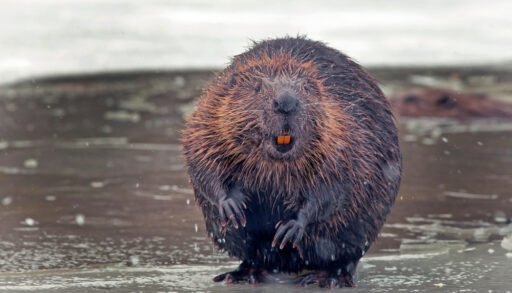 Close-up of a brown beaver standing on a sheet of ice.