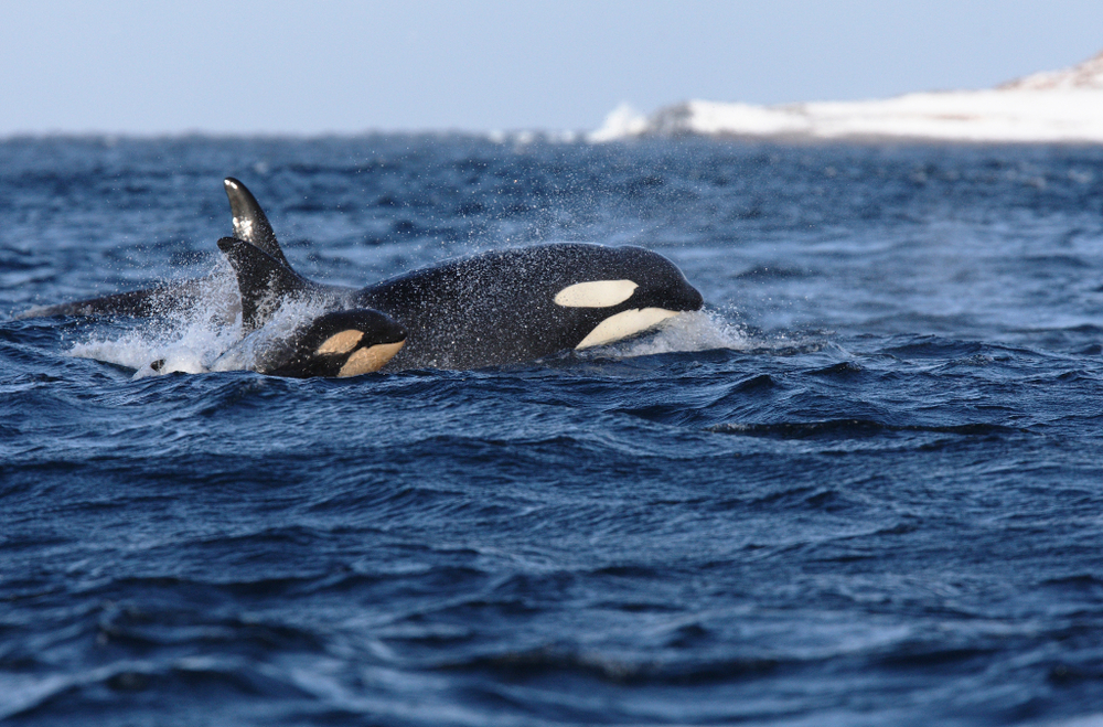 One orca and one orca calf swimming in the water.