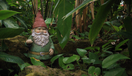 Bearded gnome in red hat looking through green leaves.