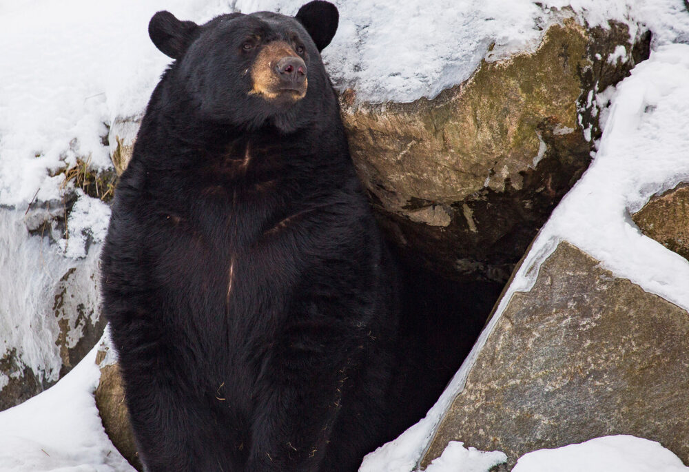 Black bear coming out of a cave in the winter.