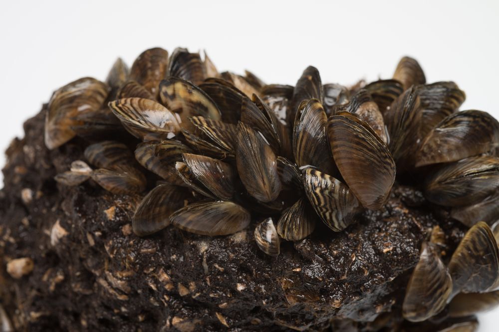 Close-up of black zebra mussels.