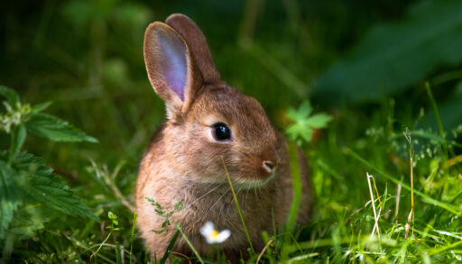 Close-up of brown rabbit sitting in green grass.