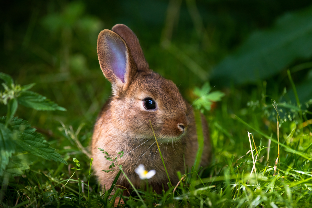 Close-up of brown rabbit sitting in green grass.