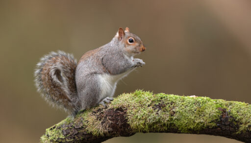 Side profile of a squirrel sitting on mossy tree branch.