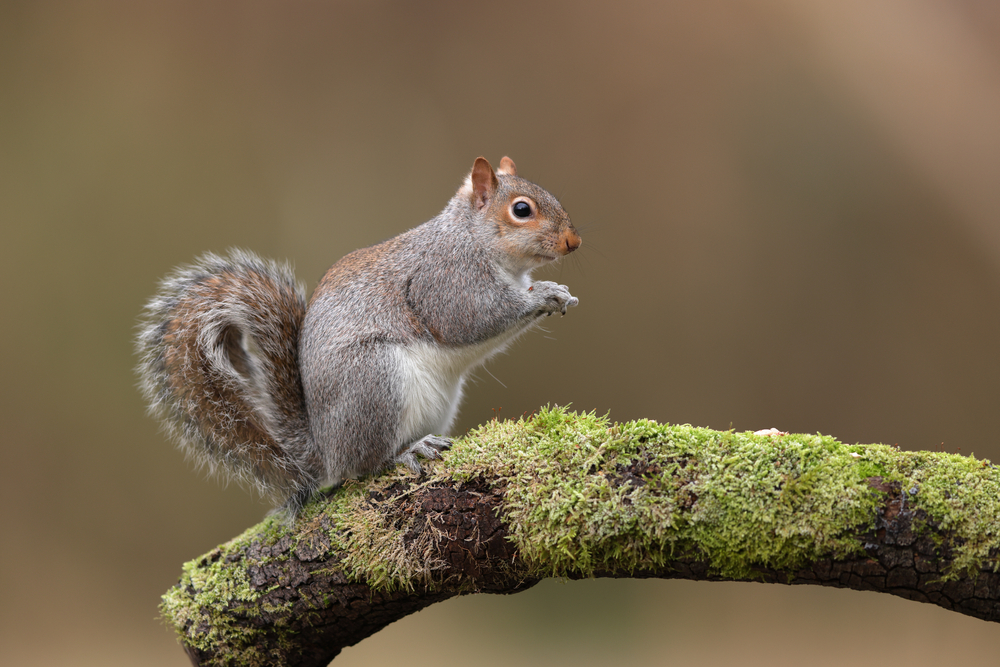 Side profile of a squirrel sitting on mossy tree branch.