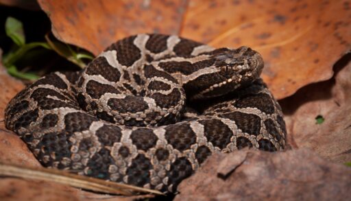A brown and grey massasauga rattlesnake.