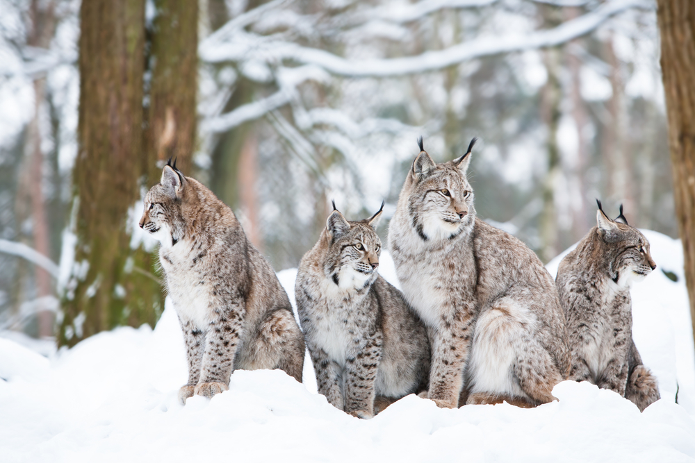 A family of four lynx sitting in a snowy forest.