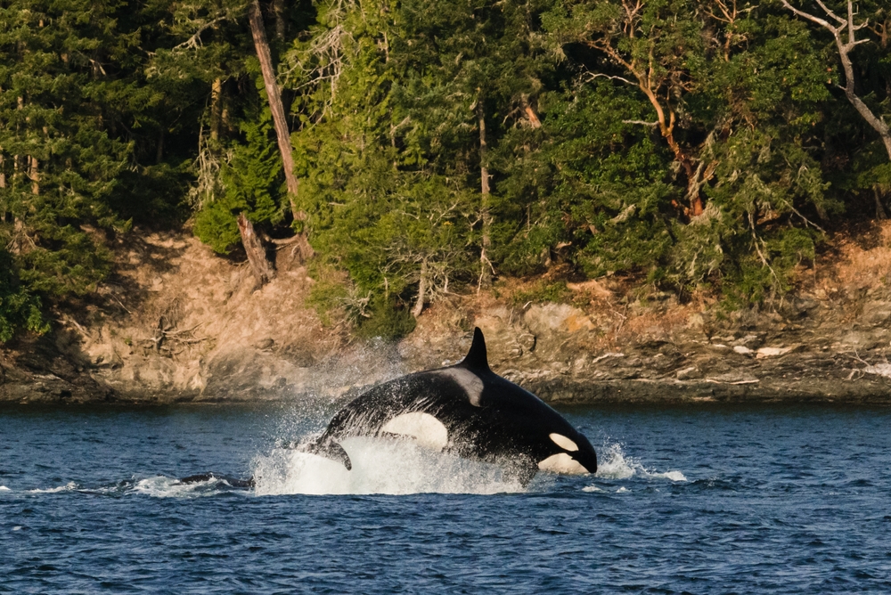 Side view of an orca breaching the water against a forest landscape.