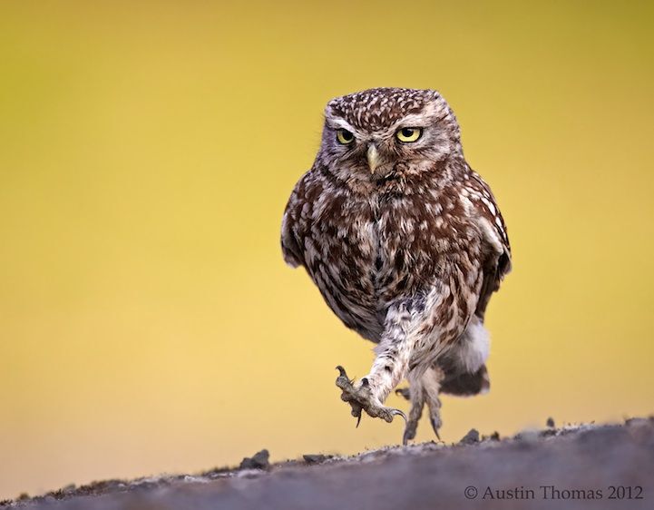 Purposeful owl walking