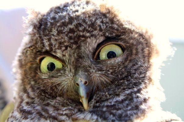 Skeptical owl
