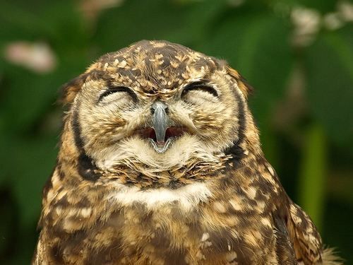 Laughing owl