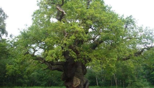 Major Oak tree