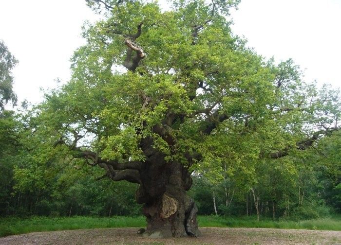Major Oak tree
