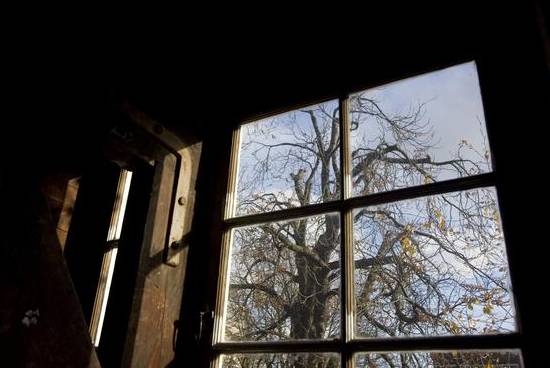 The Anne Frank Tree through a window