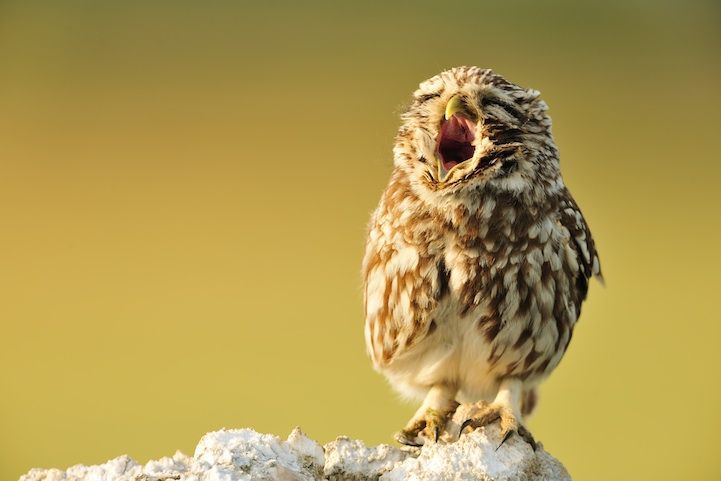 Yawning owl
