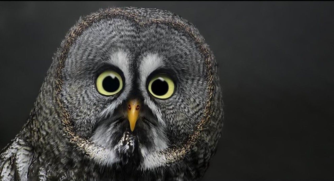 Innocent owl