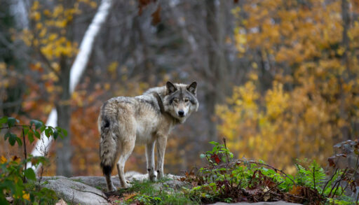 A lone grey wolf standing on a rock in a forest with orange leaves.