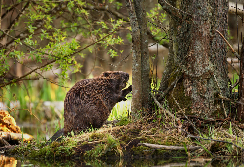 A beaver standing next to a tree in a forest.